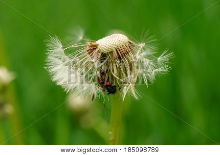 Spring Flowers Beautiful Dandelions In Green Grass.