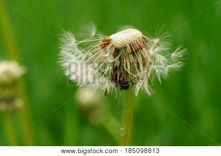 Spring Flowers Beautiful Dandelions In Green Grass.