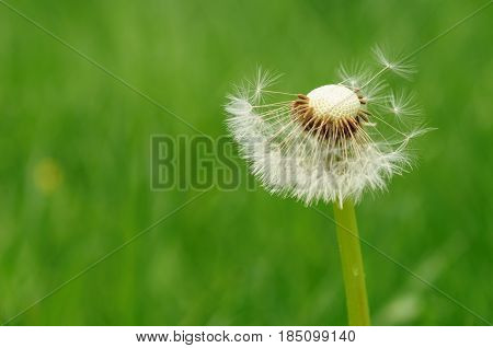 Spring Flowers Beautiful Dandelions In Green Grass.
