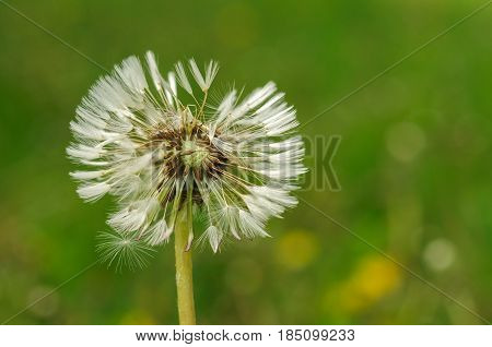 Spring Flowers Beautiful Dandelions In Green Grass.