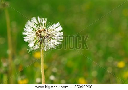 Spring Flowers Beautiful Dandelions In Green Grass.