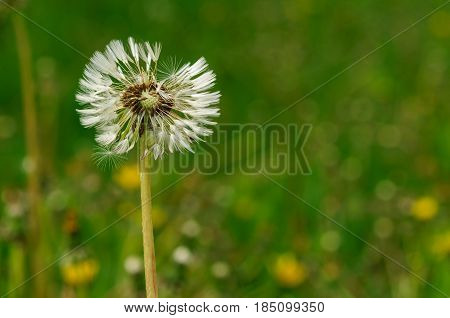 Spring Flowers Beautiful Dandelions In Green Grass.
