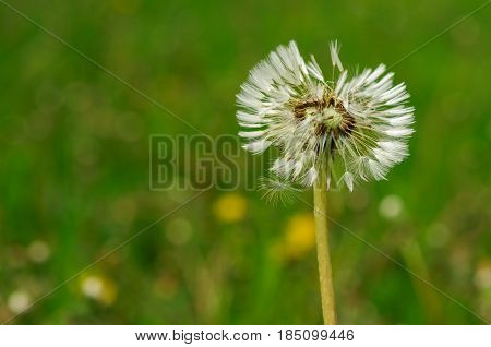 Spring Flowers Beautiful Dandelions In Green Grass.