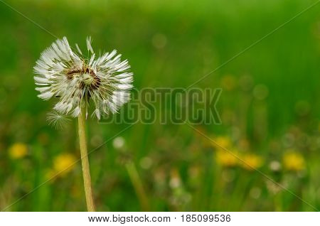 Spring Flowers Beautiful Dandelions In Green Grass.