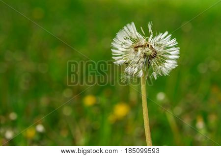 Spring Flowers Beautiful Dandelions In Green Grass.