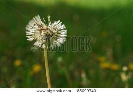 Spring Flowers Beautiful Dandelions In Green Grass.