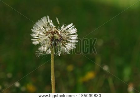Spring Flowers Beautiful Dandelions In Green Grass.