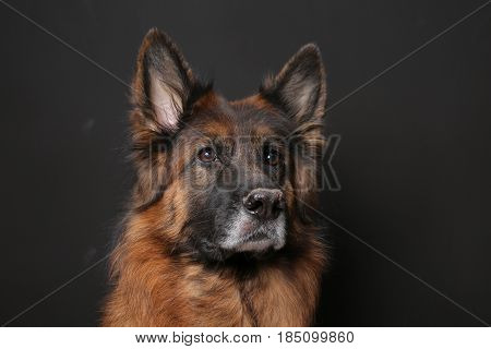 Long Haired German Shepherd Dog Alfie's Portrait on black