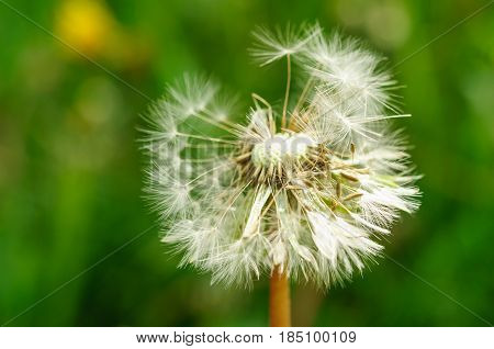 Spring Flowers Beautiful Dandelions In Green Grass.
