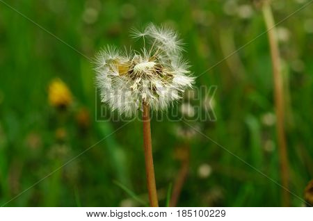 Spring Flowers Beautiful Dandelions In Green Grass.