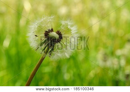 Spring Flowers Beautiful Dandelions In Green Grass.
