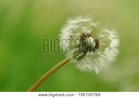 Spring Flowers Beautiful Dandelions In Green Grass.