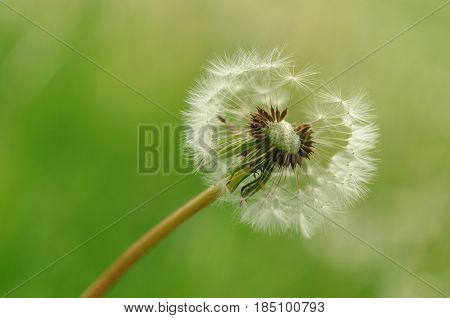 Spring Flowers Beautiful Dandelions In Green Grass.