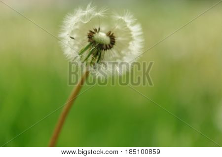 Spring Flowers Beautiful Dandelions In Green Grass.