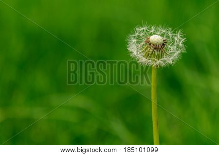 Spring Flowers Beautiful Dandelions In Green Grass.