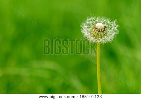 Spring Flowers Beautiful Dandelions In Green Grass.