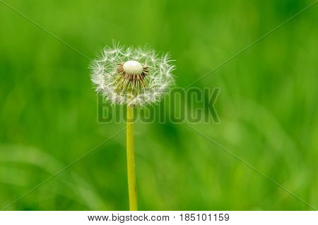 Spring Flowers Beautiful Dandelions In Green Grass.