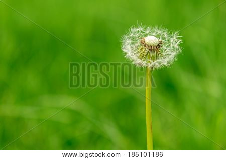 Spring Flowers Beautiful Dandelions In Green Grass.