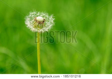 Spring Flowers Beautiful Dandelions In Green Grass.