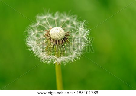 Spring Flowers Beautiful Dandelions In Green Grass.