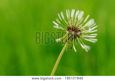 Spring Flowers Beautiful Dandelions In Green Grass.