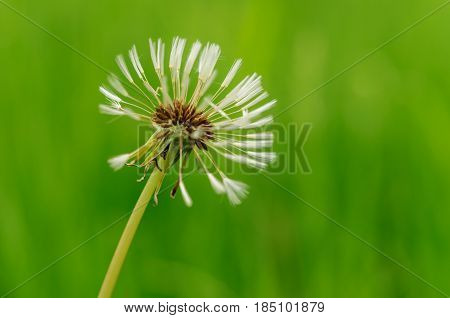Spring Flowers Beautiful Dandelions In Green Grass.