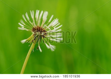 Spring Flowers Beautiful Dandelions In Green Grass.