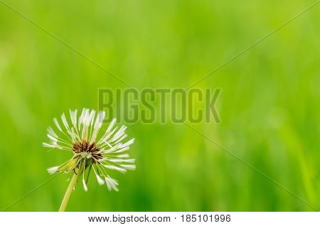 Spring Flowers Beautiful Dandelions In Green Grass.