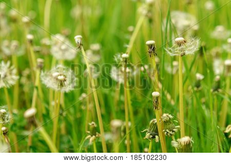 Spring Flowers Beautiful Dandelions In Green Grass.