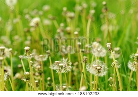 Spring Flowers Beautiful Dandelions In Green Grass.