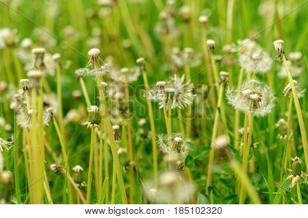Spring Flowers Beautiful Dandelions In Green Grass.