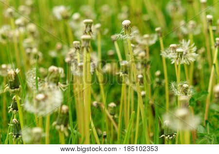 Spring Flowers Beautiful Dandelions In Green Grass.