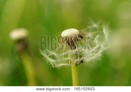Spring Flowers Beautiful Dandelions In Green Grass.