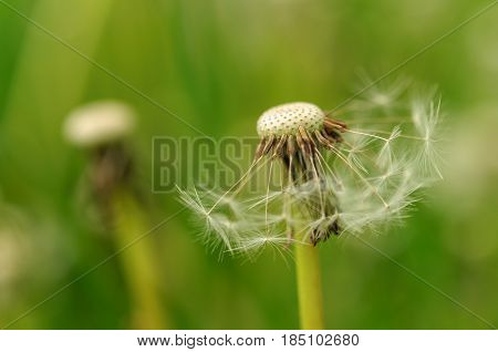 Spring Flowers Beautiful Dandelions In Green Grass.
