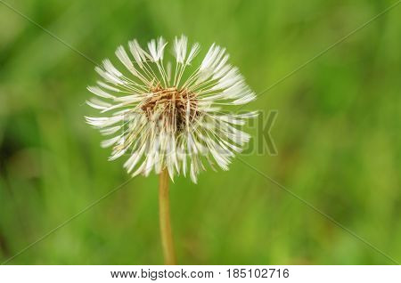 Spring Flowers Beautiful Dandelions In Green Grass.