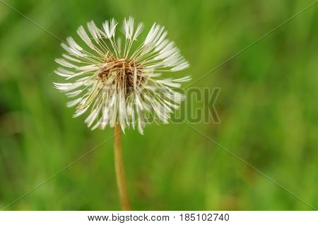 Spring Flowers Beautiful Dandelions In Green Grass.