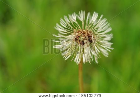Spring Flowers Beautiful Dandelions In Green Grass.