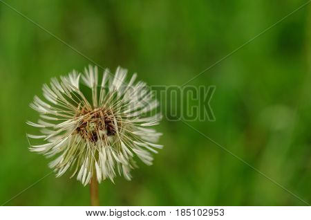 Spring Flowers Beautiful Dandelions In Green Grass.