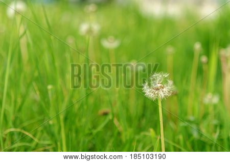 Spring Flowers Beautiful Dandelions In Green Grass.