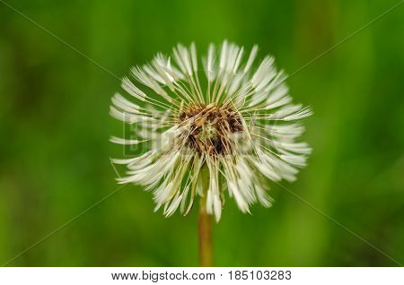 Spring Flowers Beautiful Dandelions In Green Grass.
