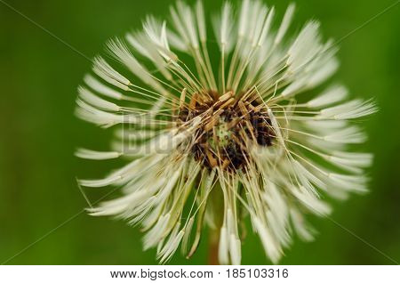 Spring Flowers Beautiful Dandelions In Green Grass.