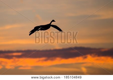 Canada Goose Silhouetted in the Sunset Sky As It Flies