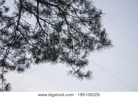 Pine tree branch in the autumn forest. Fall evening