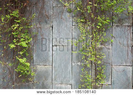 Green Vine Plant Hanging Marble Brick Wall Background. This Image For Nature And Texture Concept