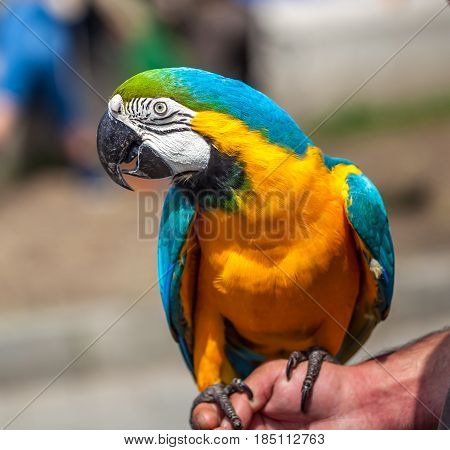 Closeup Portrait Of  A Colorful Parrot, Bird