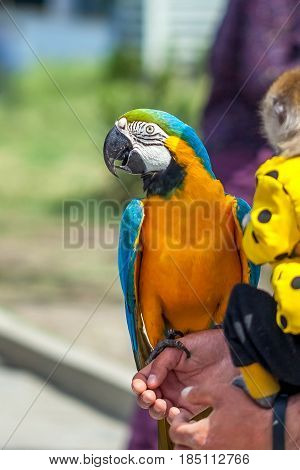 Closeup Portrait Of  A Colorful Parrot, Bird