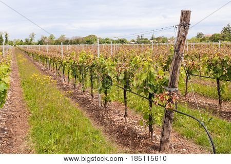 Damage On A Vineyard, Hit By A Late Frost In Spring