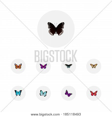 Realistic Papilio Ulysses, Tiger Swallowtail, Morpho Hecuba And Other Vector Elements. Set Of Moth Realistic Symbols Also Includes Orange, Monarch, Tiger Objects.