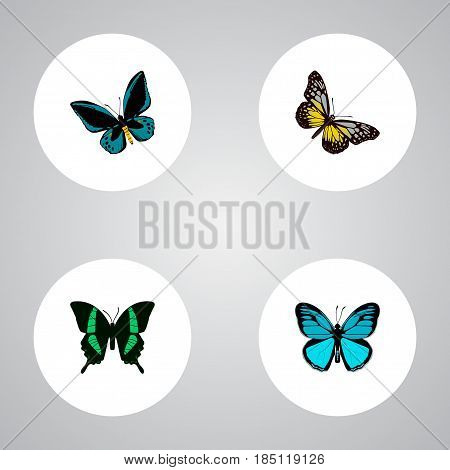 Realistic Beauty Fly, Sky Animal, Demophoon And Other Vector Elements. Set Of Beauty Realistic Symbols Also Includes Tropical, Sky, Yellow Objects.