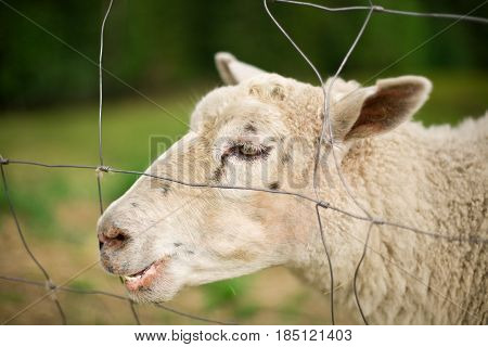 smiley sheep face in nature, finland, closeup
